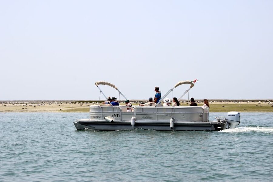 From Faro: 2-Hour Guided Bird Watching Boat Trip - Passing oyster and clam farms