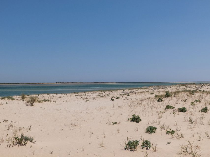 From Faro: 2-Hour Guided Bird Watching Boat Trip - Reaching the lagoon’s open-water edge