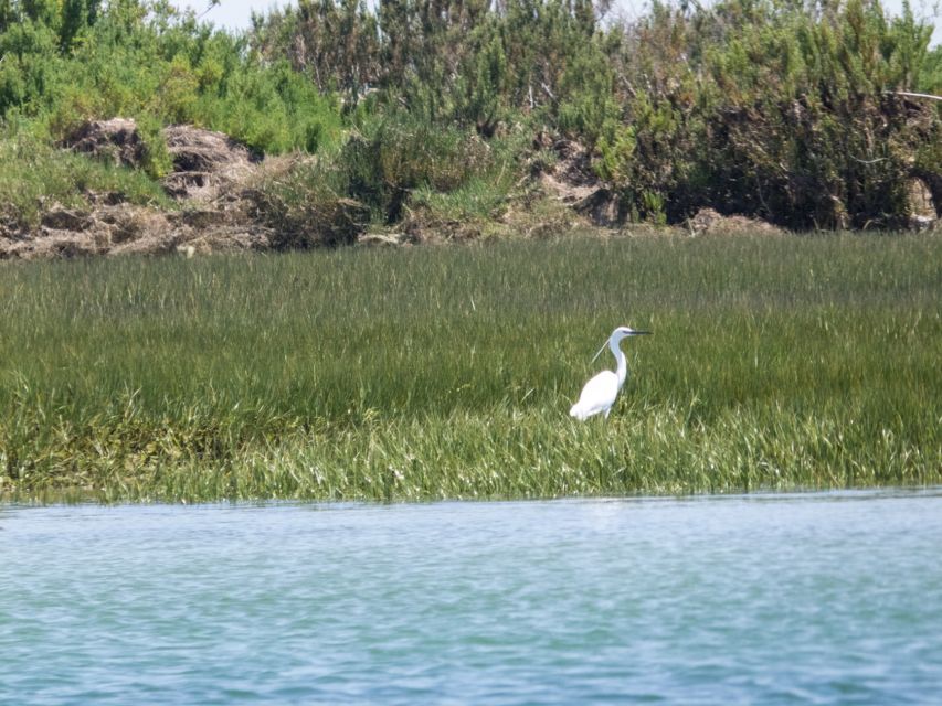 From Faro: 2-Hour Guided Bird Watching Boat Trip - What you might see by season