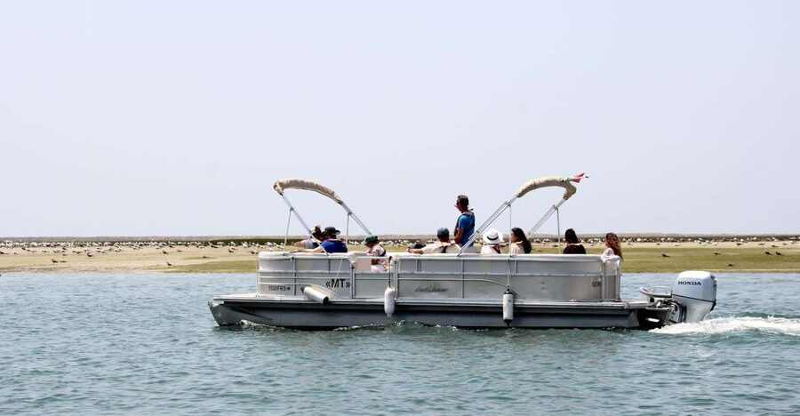 From Faro: 2-Hour Guided Bird Watching Boat Trip - Is $47 a fair price?