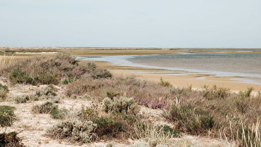 From Faro: Catamaran Boat Trip to Deserta Island with Stop - Who will enjoy this trip most