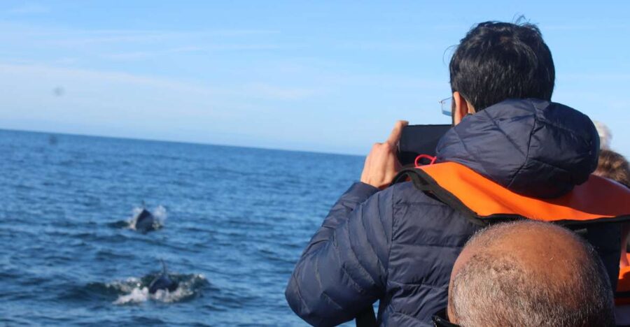 From Faro: Dolphin Watching & 2 Islands Tour - Quick points before you book
