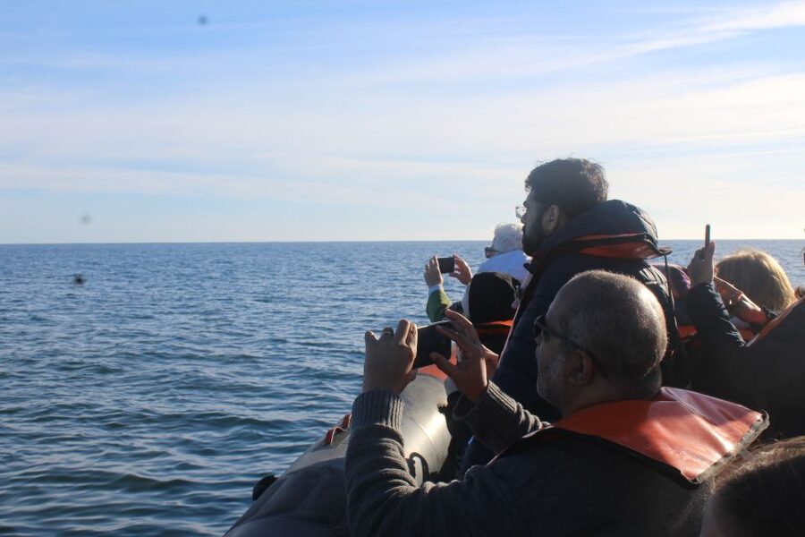 From Faro: Dolphin Watching & 2 Islands Tour - Dolphins first, islands afterward