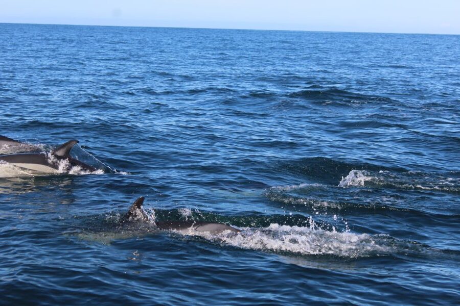 From Faro: Dolphin Watching & 2 Islands Tour - The Ria Formosa crossing gives the tour its local character