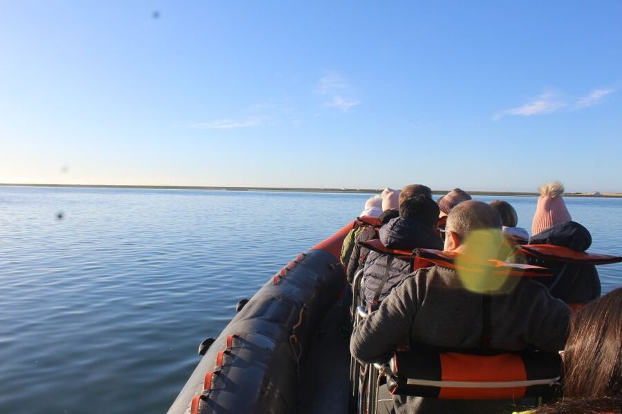 From Faro: Dolphin Watching & 2 Islands Tour - Ilha do Farol: a short walk through a working community