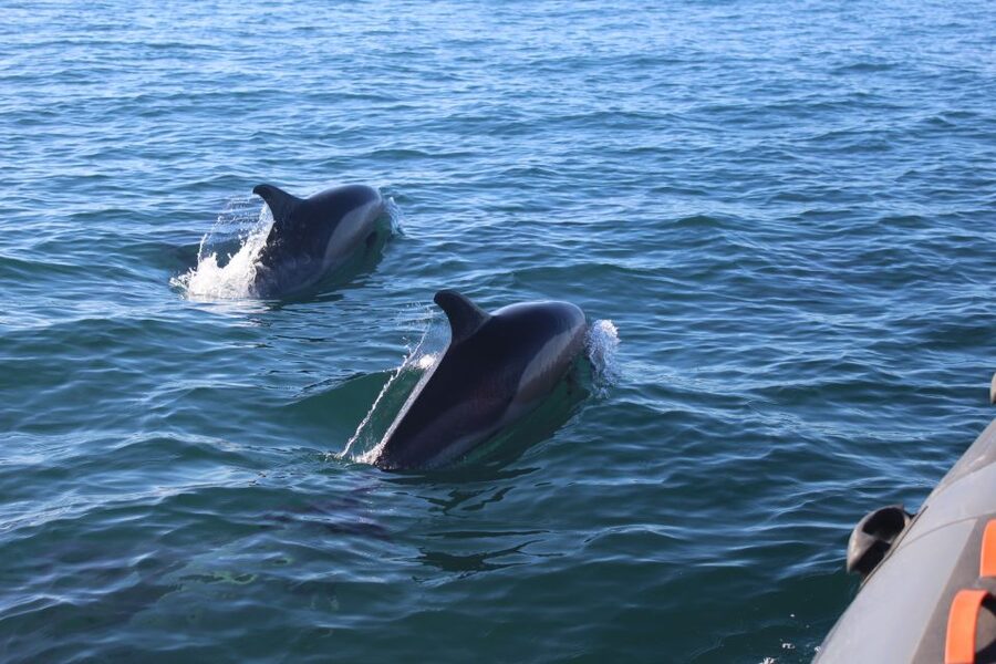 From Faro: Dolphin Watching & 2 Islands Tour - Ilha Deserta is the better beach stop