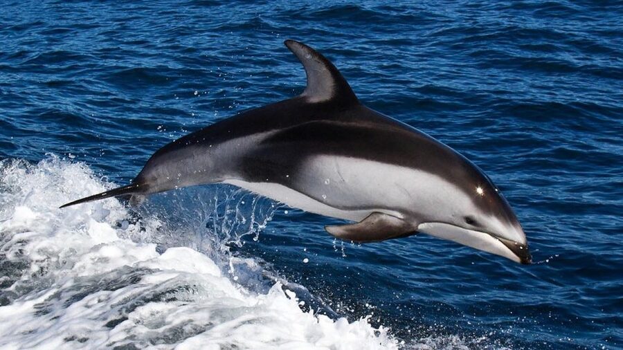 From Faro: Dolphin Watching & 2 Islands Tour - The return route is not just a ride home