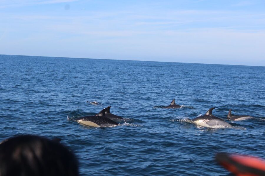 From Faro: Dolphin Watching & 2 Islands Tour - How the $70 price works out