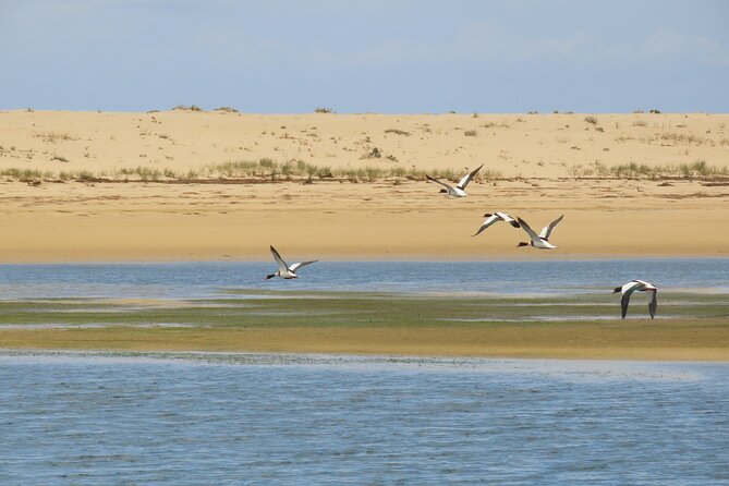 From Faro: Ria Formosa Eco Tour guided by Marine Biologist - Ilha Deserta, a quiet island at the edge of Faro