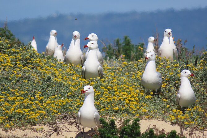 From Faro: Ria Formosa Eco Tour guided by Marine Biologist - What the published timing really means