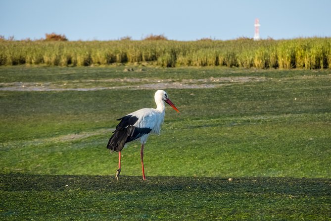 From Faro: Ria Formosa Eco Tour guided by Marine Biologist - Practical planning before you book