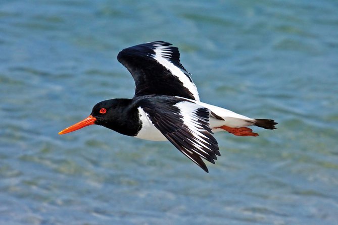 From Faro: Ria Formosa Eco Tour guided by Marine Biologist - Leaving Faro by catamaran
