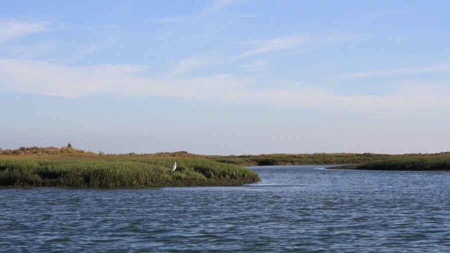 From Faro: Ria Formosa Sunset Boat Trip - The Pontoon Boat and Comfort Level