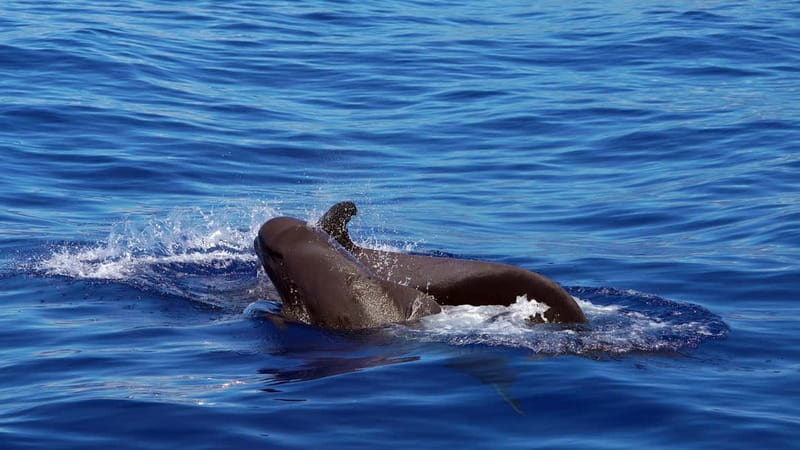 From Funchal: Ecological Catamaran Dolphin Whale Watching - Quiet Engines and Big Ocean Views