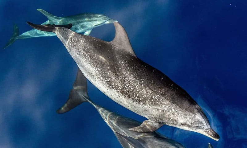 From Funchal: Ecological Catamaran Dolphin Whale Watching - Responsible Viewing Instead of a Dolphin Show