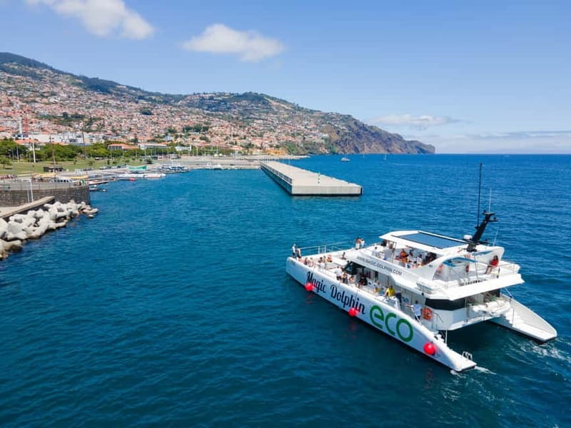 From Funchal: Ecological Catamaran Dolphin Whale Watching - Cabo Girão and the Swim Stop