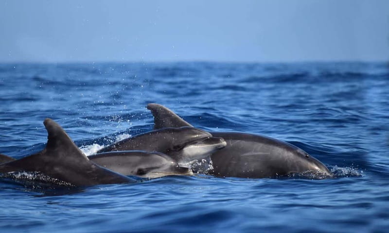 From Funchal: Ecological Catamaran Dolphin Whale Watching - What the $40 Price Really Buys You