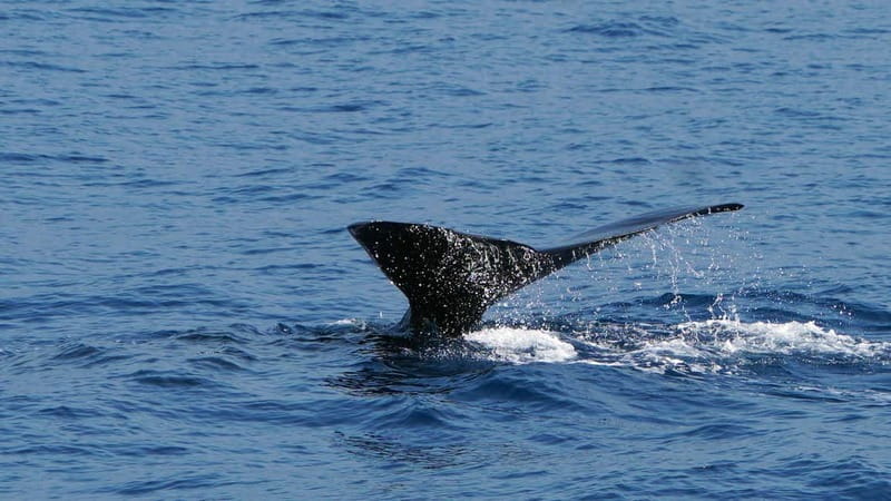 From Funchal: Ecological Catamaran Dolphin Whale Watching - Who Will Enjoy This Catamaran Most