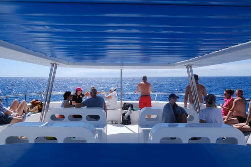 From Funchal: Ecological Catamaran Dolphin Whale Watching - Practical Details Before You Go