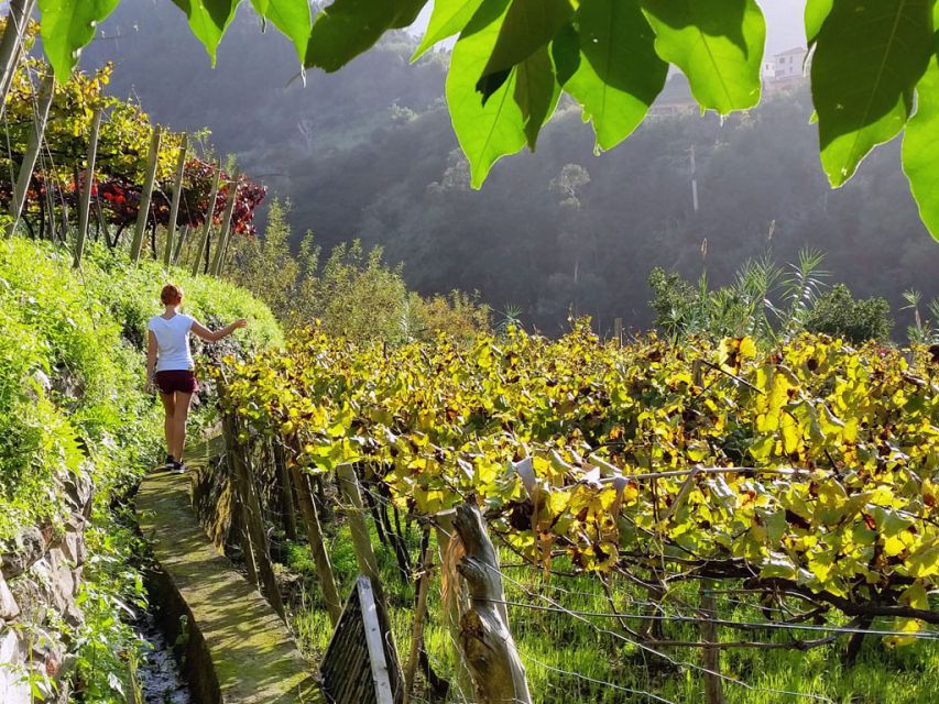 From Funchal: Full-Day Madeira Wine Tour with Lunch - Blandy’s Wine Lodges: Madeira wine starts in the city