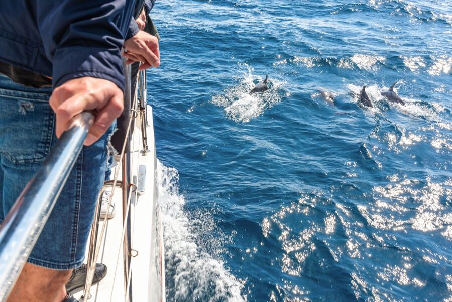 From Funchal: Madeira Dolphin and Whale Watching Tour - Setting out from Funchal Marina