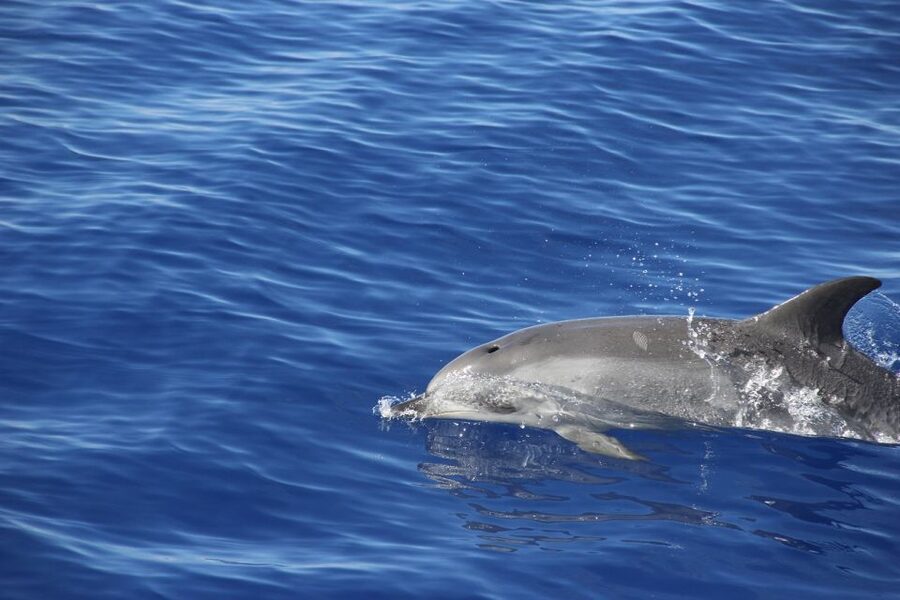 From Funchal: Madeira Dolphin and Whale Watching Tour - Cabo Girão from the water