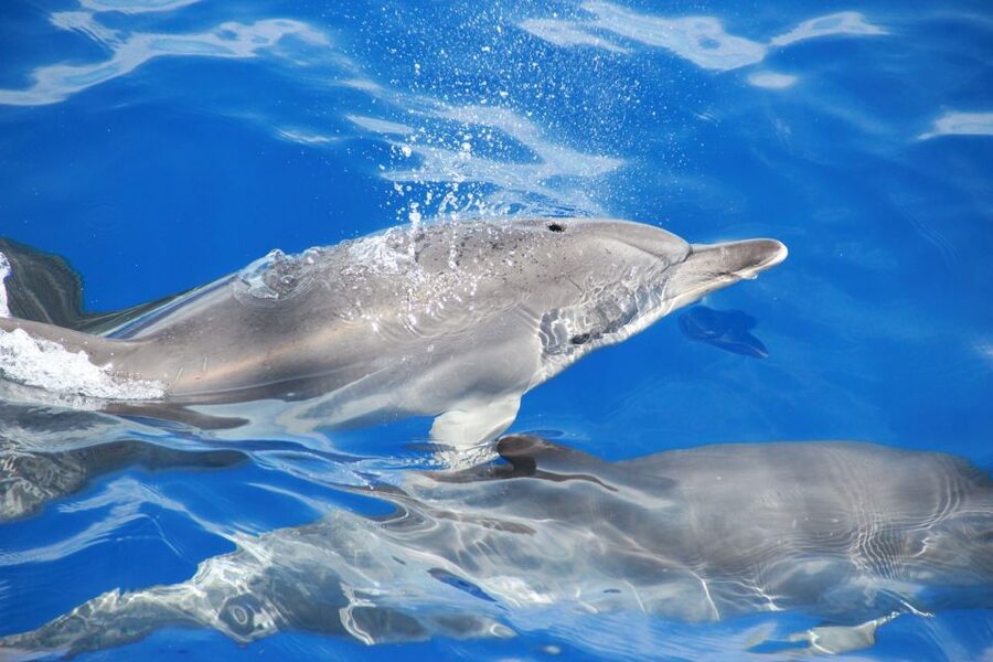 From Funchal: Madeira Dolphin and Whale Watching Tour - Space, seating, and onboard comfort