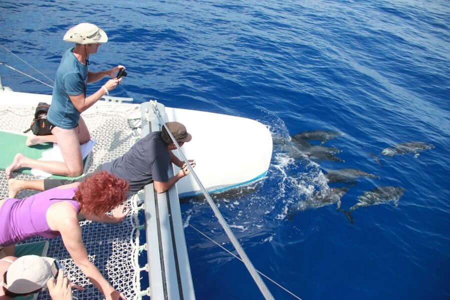 From Funchal: Madeira Dolphin and Whale Watching Tour - How to plan the day