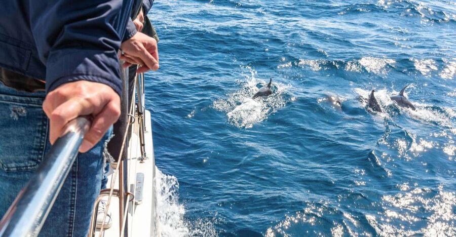 From Funchal: Madeira Dolphin and Whale Watching Tour - Three hours in search of dolphins and whales