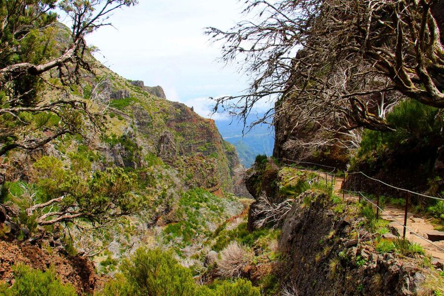From Funchal: Madeira Peaks Mountain Walk - Who will enjoy this Madeira hike