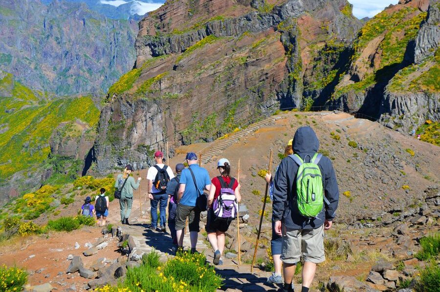 From Funchal: Madeira Peaks Mountain Walk - Plants, heather forest, and old mountain trees