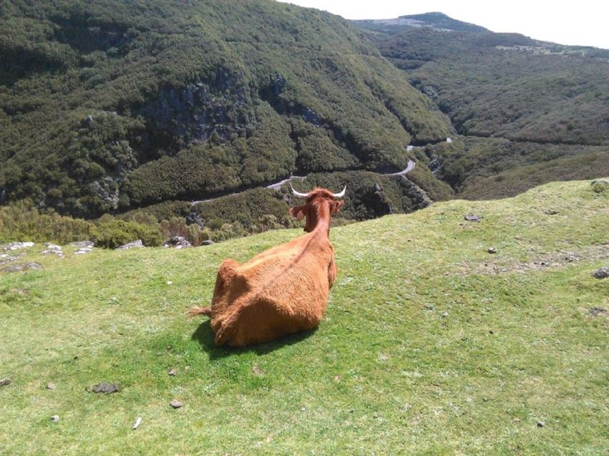 From Funchal: West Madeira and Laurel Forest Day Trip - Câmara de Lobos and the first mountain views