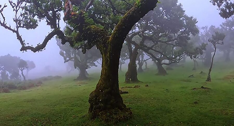 From Funchal: West Madeira Waterfalls and Fanal Forest Tour - Why this west Madeira tour works so well