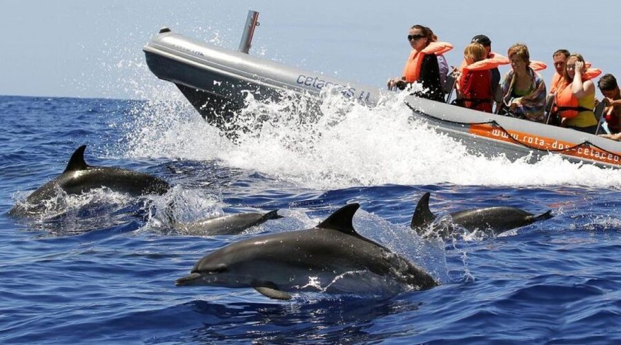 From Funchal: Whale and Dolphin Watching - Key points before you book