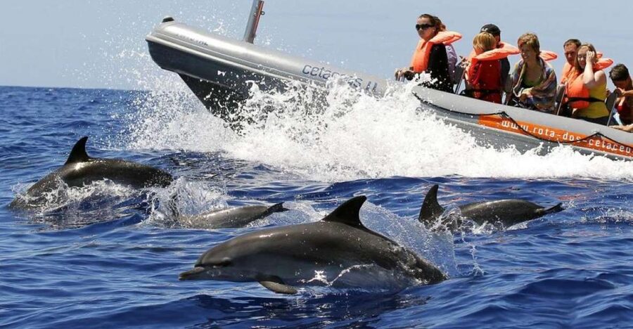 From Funchal: Whale and Dolphin Watching - Leaving Funchal in an 18-seat boat