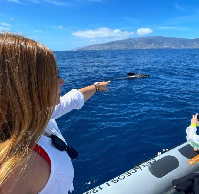 From Funchal: Whale and Dolphin Watching - Respectful viewing instead of a chase