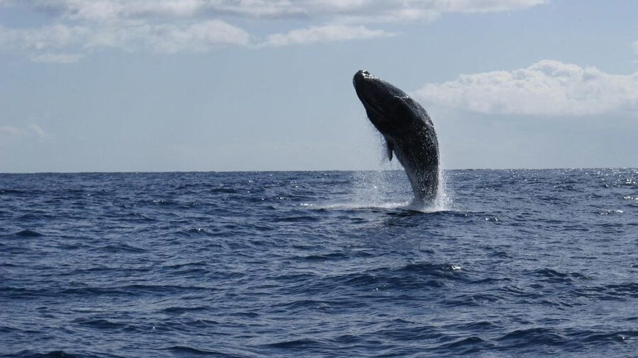 From Funchal: Whale and Dolphin Watching - A possible swim, but do not count on it