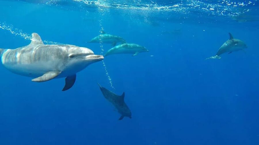 From Funchal: Whale and Dolphin Watching - Why the $56 price can make sense