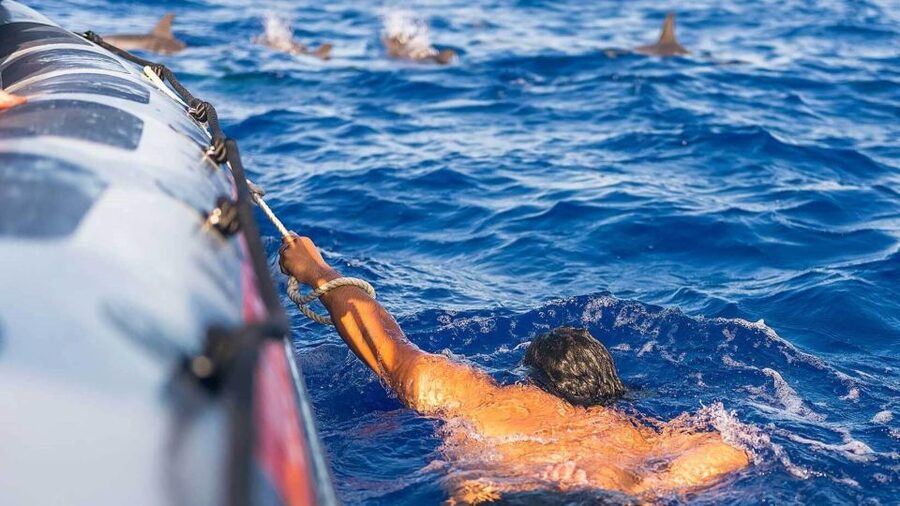 From Funchal: Whale and Dolphin Watching - Who will enjoy this most