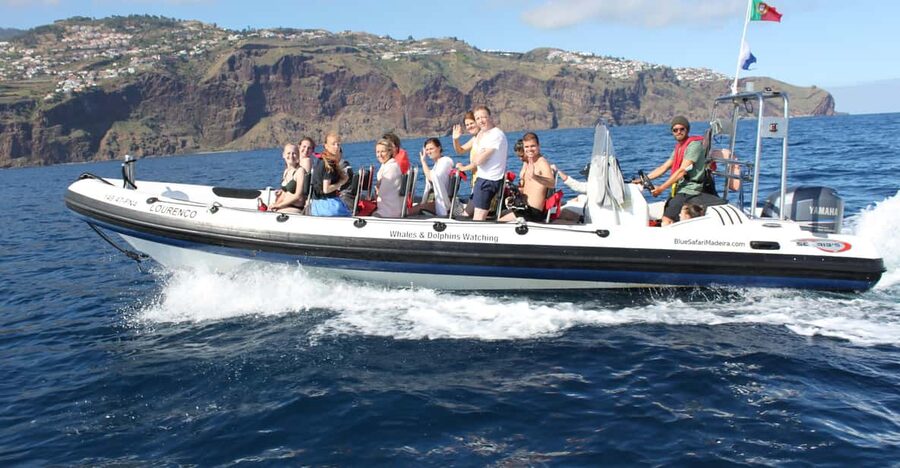 From Funchal: Whales and Dolphin Adventure Tour - Key points to know before you book