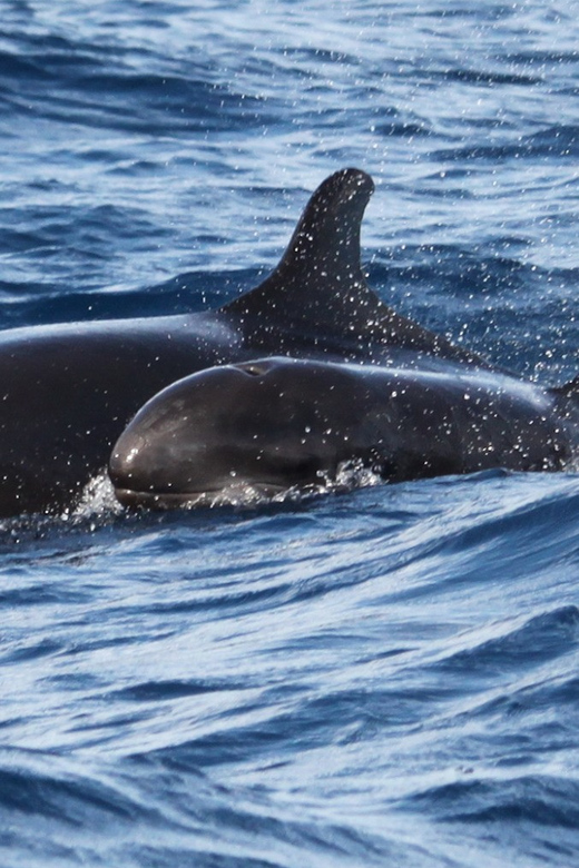 From Funchal: Whales and Dolphin Adventure Tour - Dolphins, pilot whales, and the occasional surprise