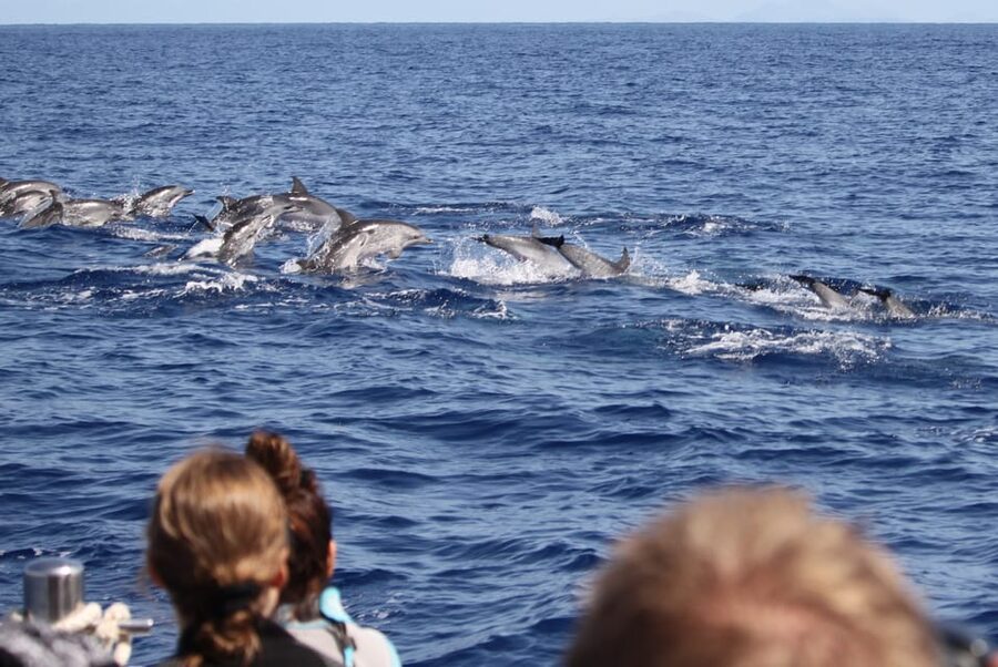From Funchal: Whales and Dolphin Adventure Tour - The dolphin swim is special, but not included by default