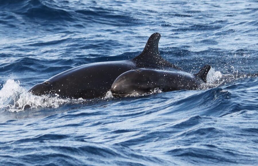 From Funchal: Whales and Dolphin Adventure Tour - Who should book this Madeira boat trip?