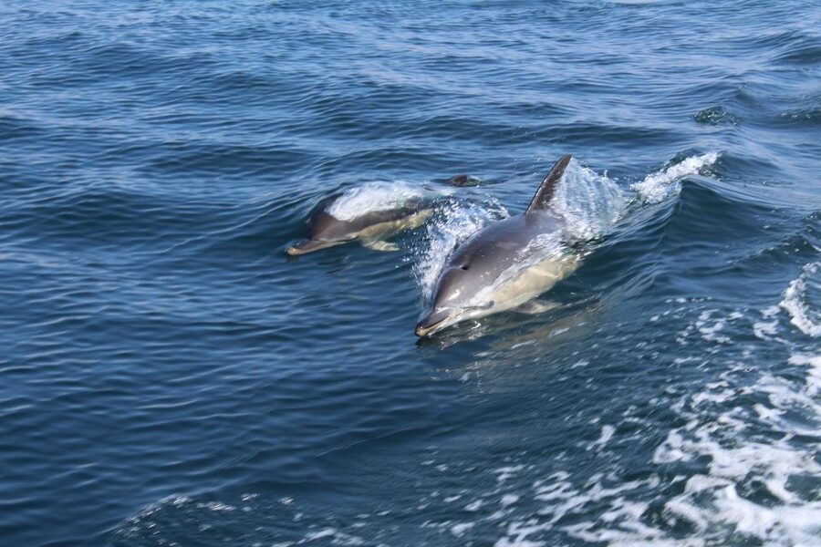 From Lagos: Dolphin Watching Boat Trip w/Marine Biologists - Why the 18-person limit matters