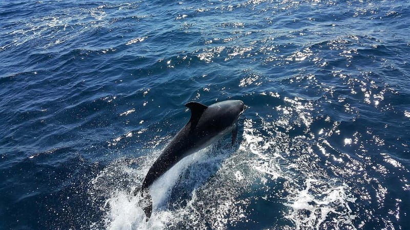 From Lagos: Dolphin Watching Catamaran Cruise - The First Minutes on the Atlantic