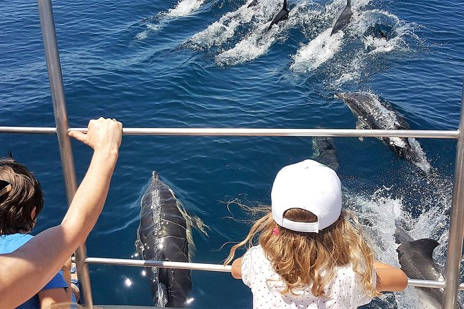 From Lagos: Dolphin Watching Cruise on a Catamaran - Searching for dolphins in open water