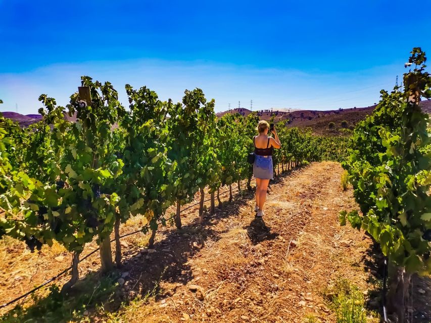 From Lagos: Small-Group 4-Hour Wine Tasting Tour - What the $76 price buys you
