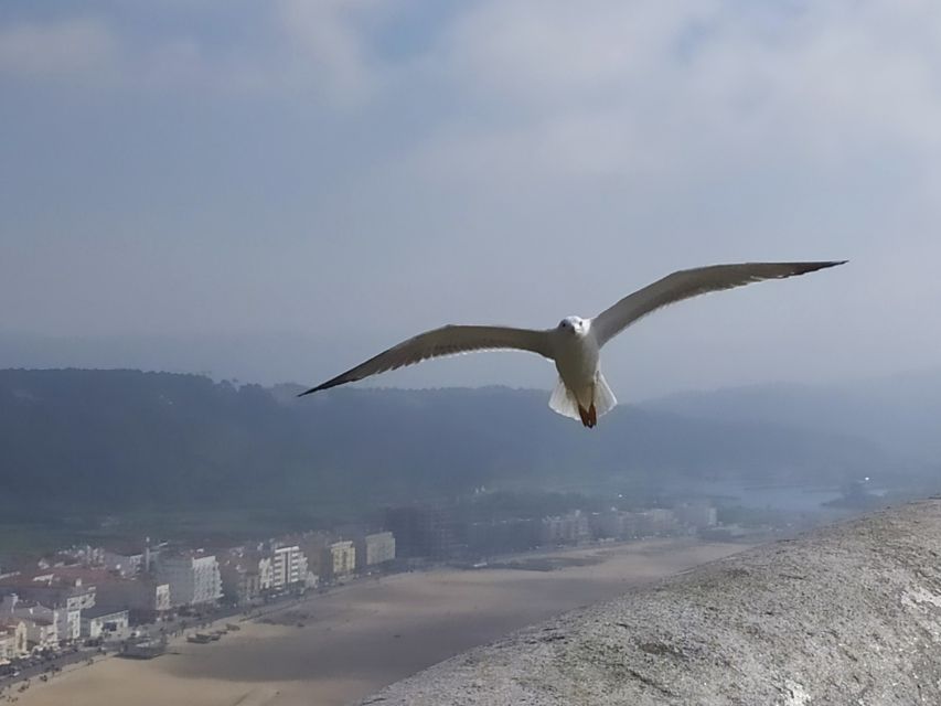 From Lisbon: Private Óbidos and Nazaré Tour - A private day that leaves room for human judgment