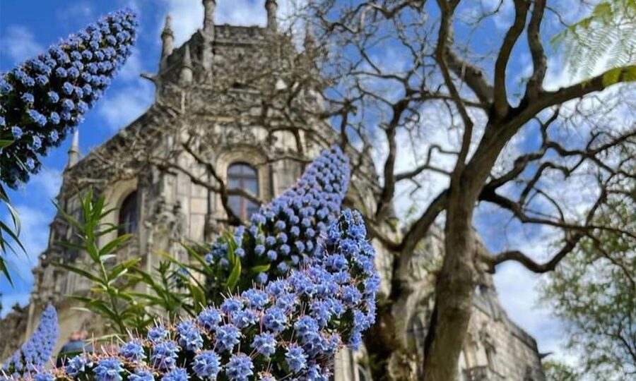 From Lisbon: Sintra, Pena Palace and Regaleira Day Trip - A 1.5-hour lunch break in Sintra town