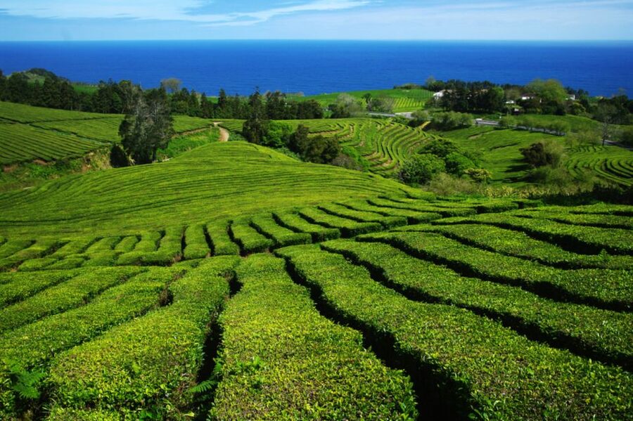 From Ponta Delgada: Lagoa do Fogo & Hot Springs Day Trip - Caldeira Velha: hot water, volcanic setting